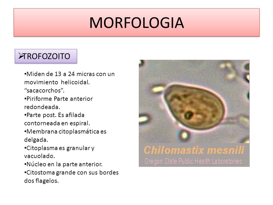 chilomastix mesnili caracteristicas generales